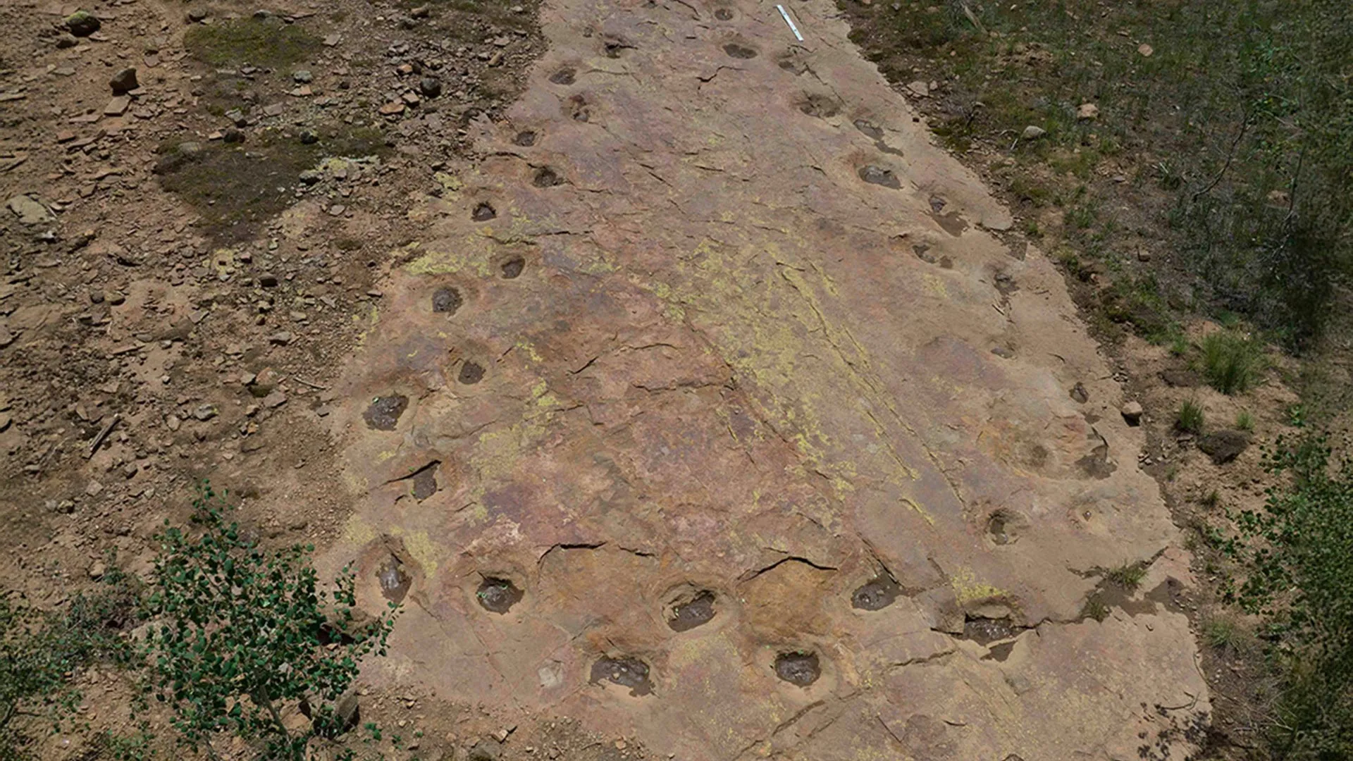 A Loop Through Time: How New Drone Technology is Decoding the Gait of a 150-Million-Year-Old Giant