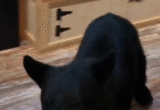 A Wild Anniversary: Gatlinburg Bear Encounter Highlights the Rising Challenges of Urban-Wildlife Coexistence