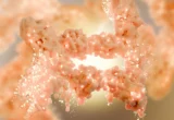 Beyond Appetite Suppression: UC Berkeley Researchers Unveil Novel Metabolic Compound for Weight Management
