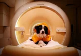 Beyond the Bark: New Neuroscience Reveals How Dogs Decode Human Emotions