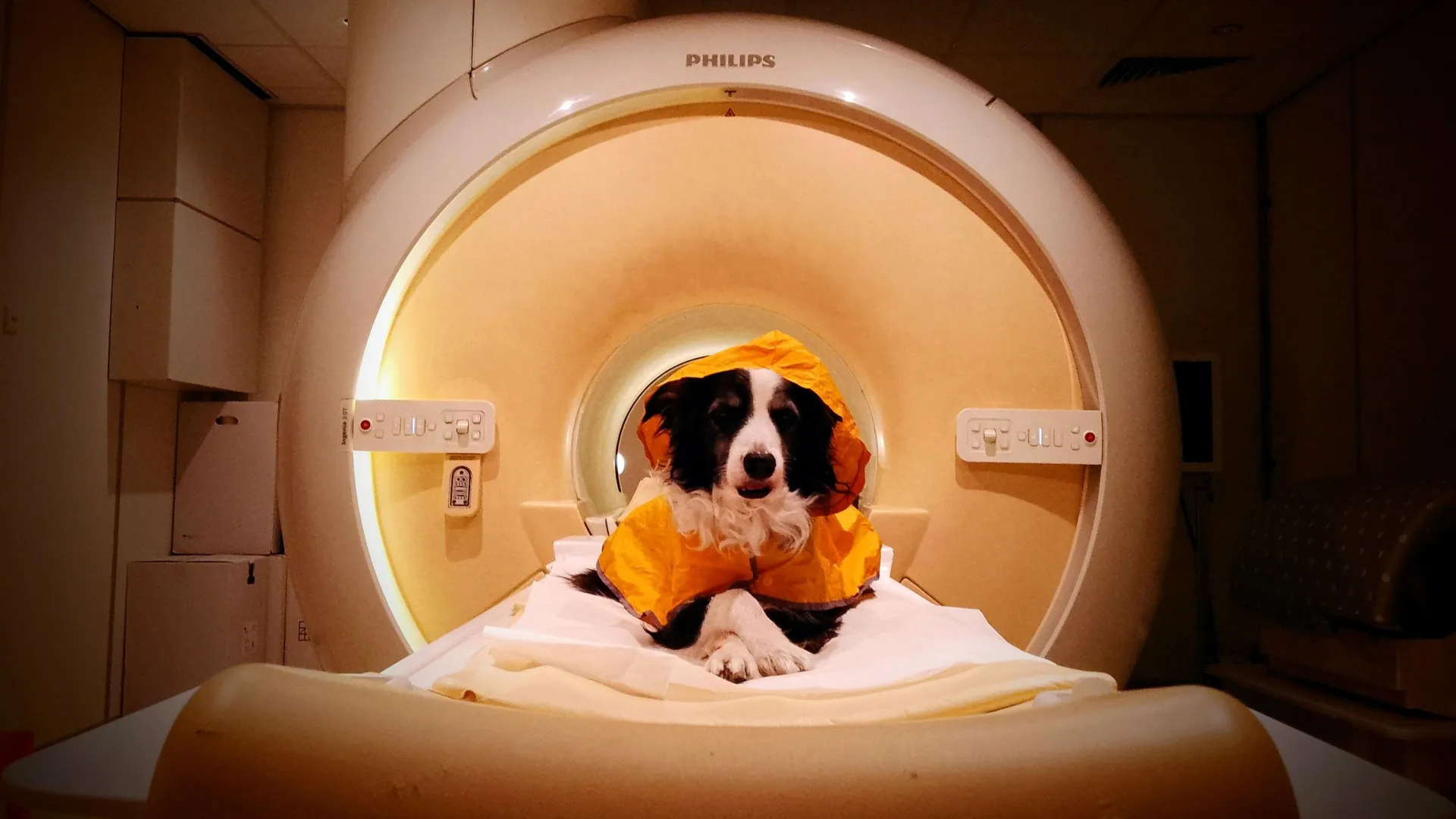 Beyond the Bark: New Neuroscience Reveals How Dogs Decode Human Emotions