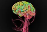 Beyond the Barrier: How Blood Cells Redefine Our Understanding of Brain Aging