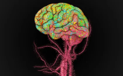 Beyond the Barrier: How Blood Cells Redefine Our Understanding of Brain Aging