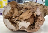 Beyond the Bone: How Ancient Proteins Are Rewriting the History of Life