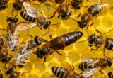 Beyond the Genetic Myth: Challenging 60 Years of Evolutionary Dogma on Insect Sociality