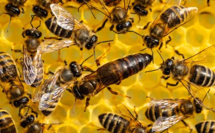 Beyond the Genetic Myth: Challenging 60 Years of Evolutionary Dogma on Insect Sociality