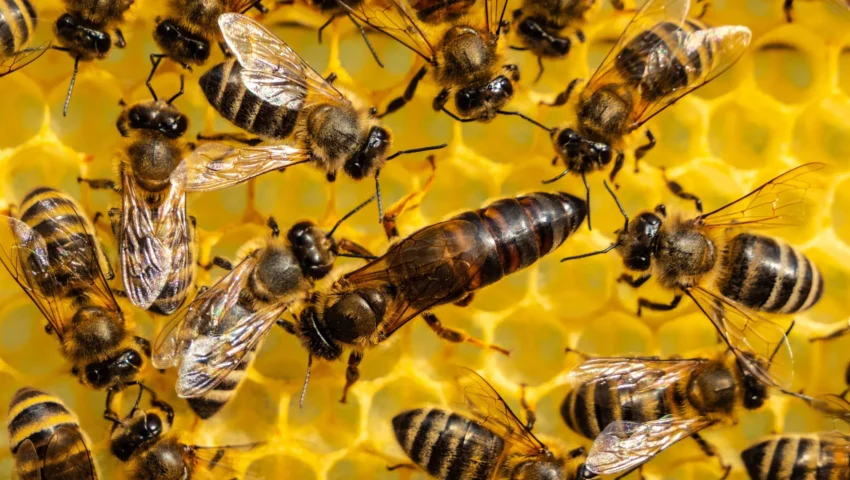 Beyond the Genetic Myth: Challenging 60 Years of Evolutionary Dogma on Insect Sociality