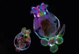 Beyond the Genome: Unlocking the Mysteries of Maternal Age Effects