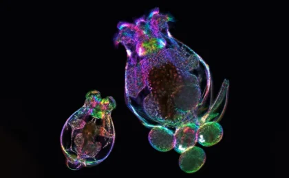 Beyond the Genome: Unlocking the Mysteries of Maternal Age Effects