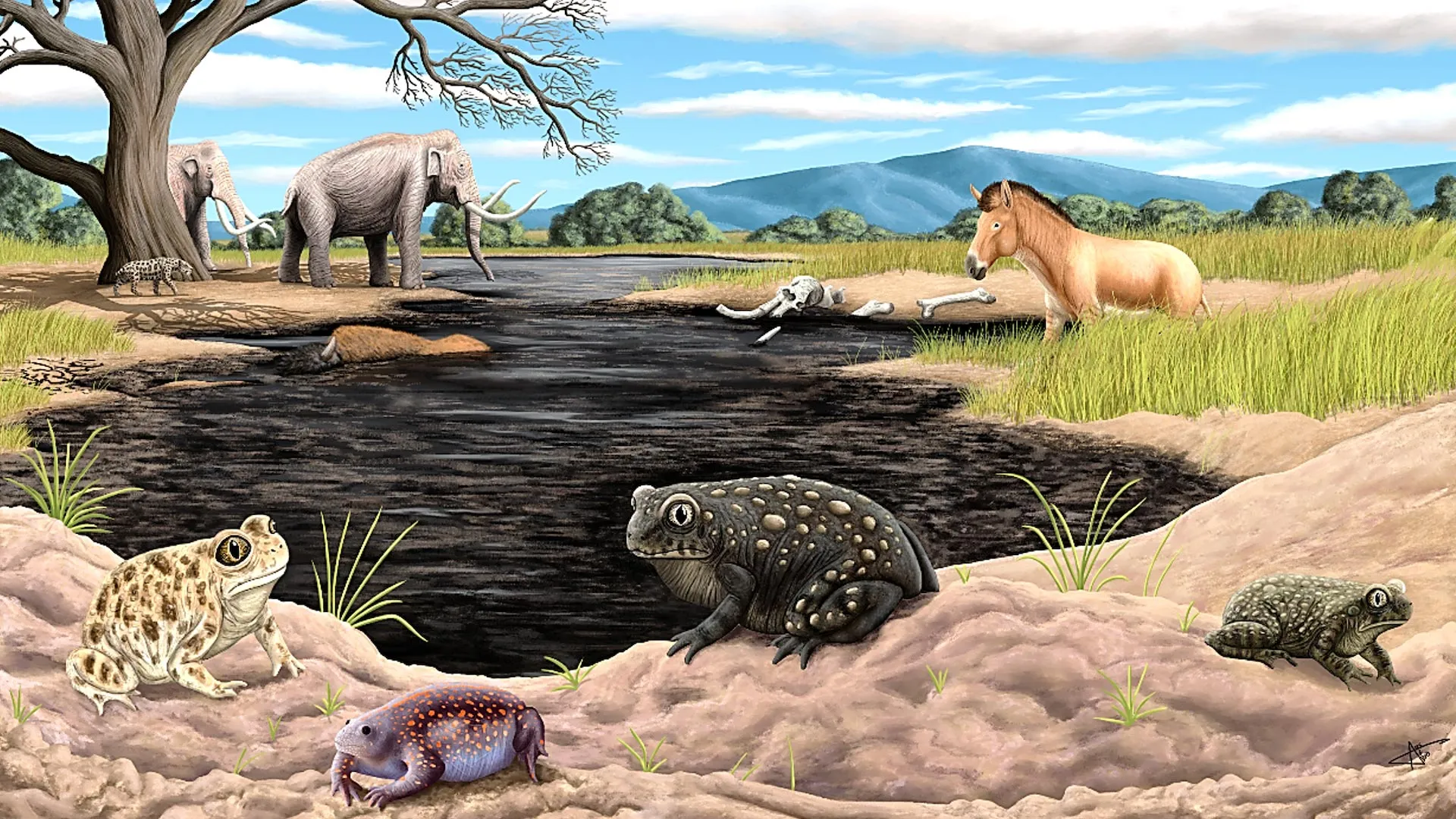 Beyond the Mammoths: A Tiny Toad Redefines Ice Age Los Angeles