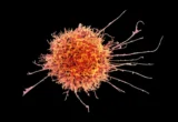 Breakthrough in Precision Oncology: Transforming Immune Cells to Conquer Solid Tumors