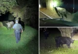 Community Heroism on the Coastside: How a Local Rancher and First Responders Resolved a High-Stakes Highway Emergency