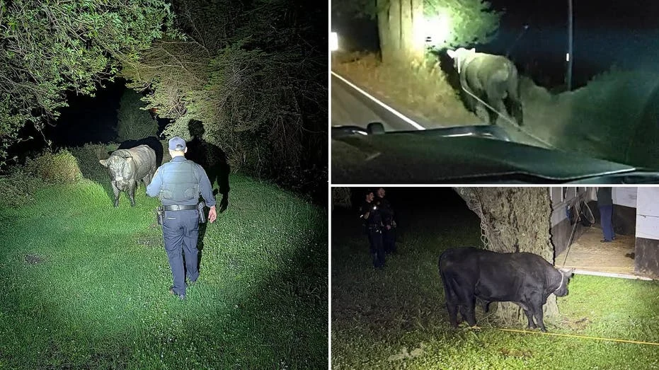Community Heroism on the Coastside: How a Local Rancher and First Responders Resolved a High-Stakes Highway Emergency