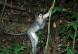 Decoding Our Arboreal Origins: New Research Rewrites the Rules of Primate Evolution