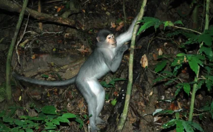 Decoding Our Arboreal Origins: New Research Rewrites the Rules of Primate Evolution