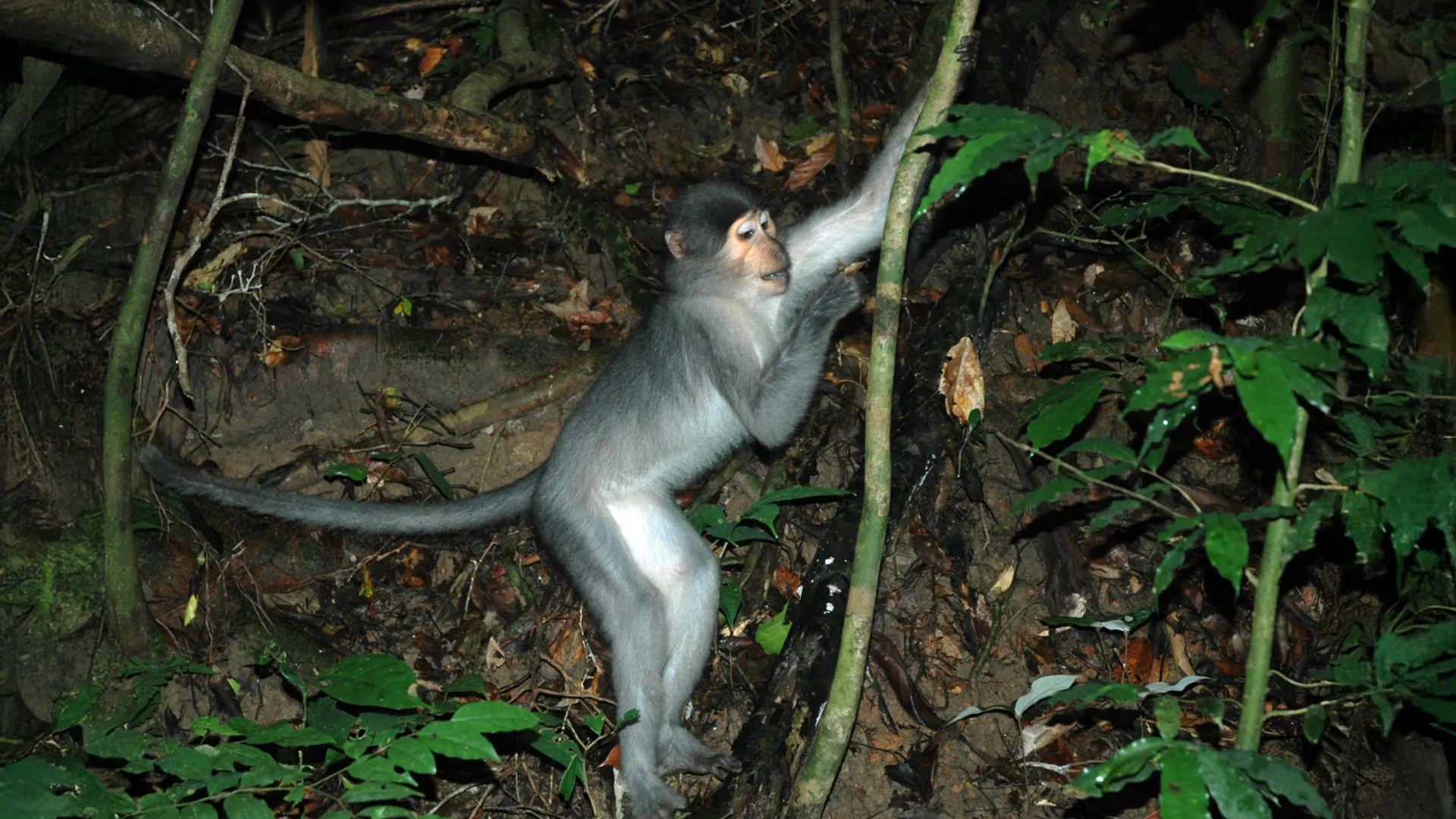 Decoding Our Arboreal Origins: New Research Rewrites the Rules of Primate Evolution