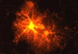 Decoding the Brain’s Hidden Repair Mechanism: How Stress Hormones Orchestrate Myelin Recovery