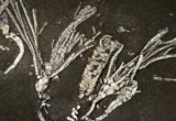 Echoes from an Ancient Sea: The Million-to-One Fossil Revealing 450 Million Years of Evolution