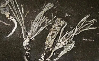 Echoes from an Ancient Sea: The Million-to-One Fossil Revealing 450 Million Years of Evolution