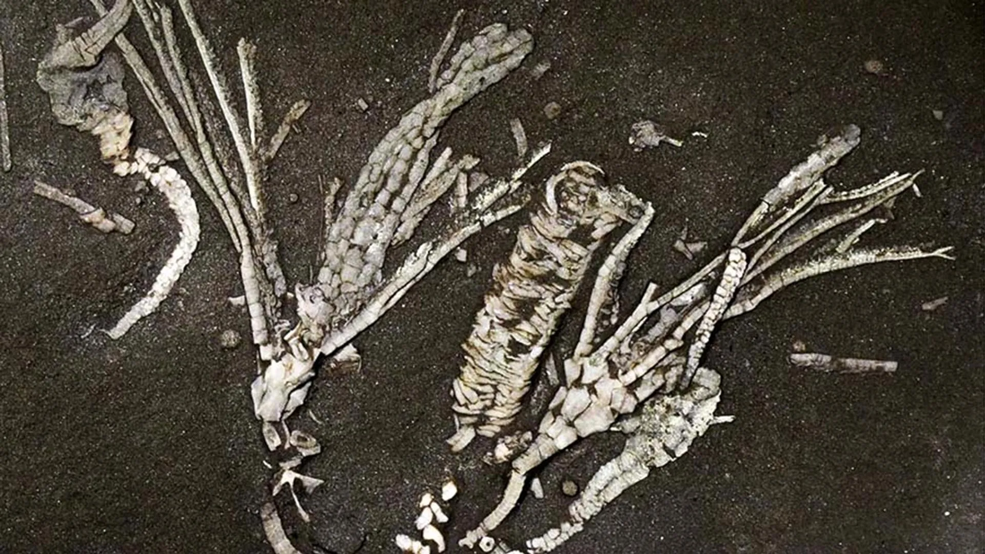 Echoes from an Ancient Sea: The Million-to-One Fossil Revealing 450 Million Years of Evolution