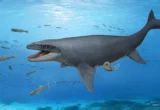 Echoes from the Cretaceous: Forgotten Osaka Fossils Reveal Potential New Mosasaur Species