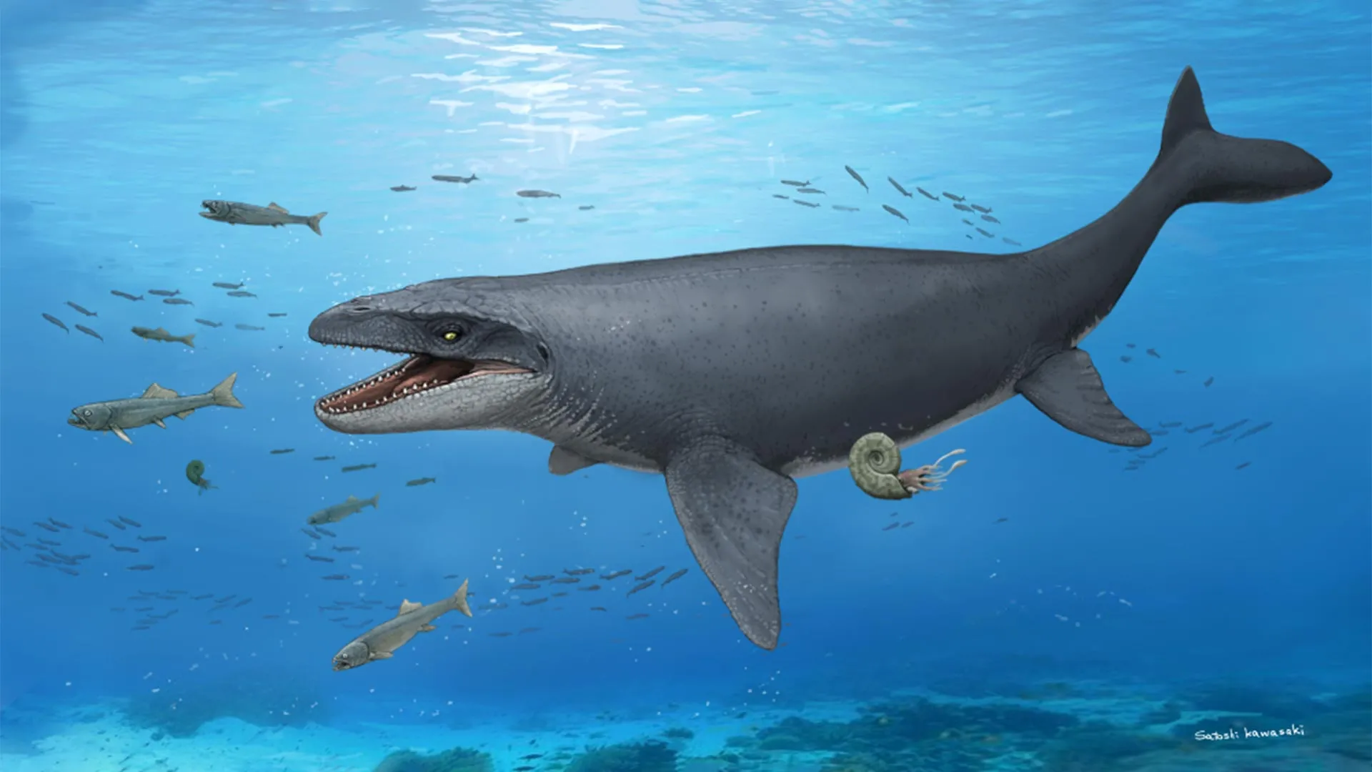 Echoes from the Cretaceous: Forgotten Osaka Fossils Reveal Potential New Mosasaur Species