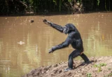Echoes in the Savanna: Unraveling the Mystery of Chimpanzee Stone-Throwing Culture