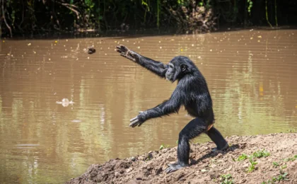 Echoes in the Savanna: Unraveling the Mystery of Chimpanzee Stone-Throwing Culture