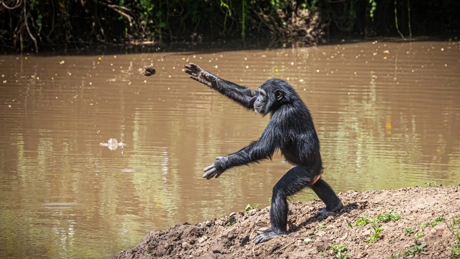 Echoes in the Savanna: Unraveling the Mystery of Chimpanzee Stone-Throwing Culture