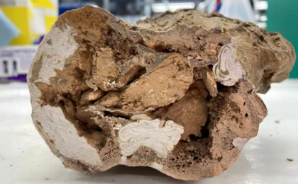 Echoes of the Cretaceous: New Evidence Challenges the Limits of Deep-Time Biology