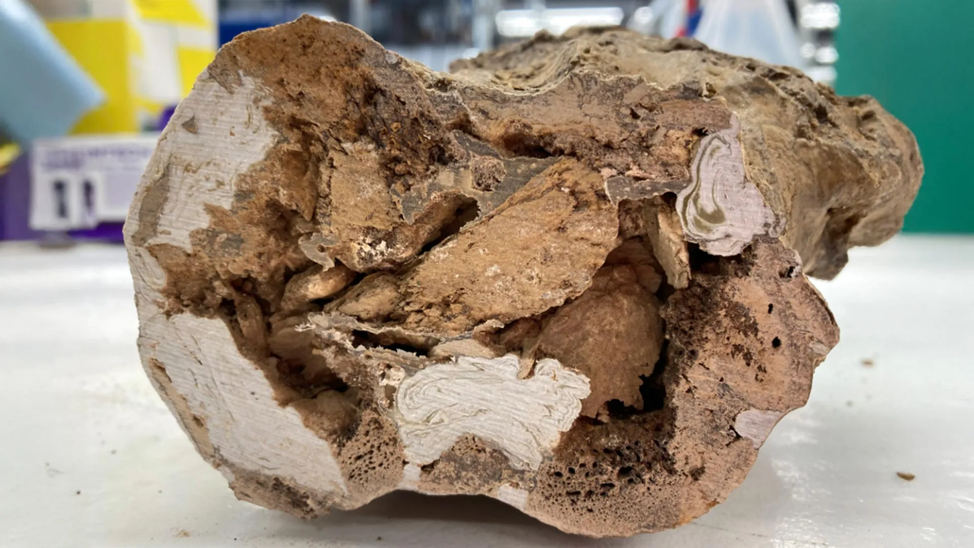 Echoes of the Cretaceous: New Evidence Challenges the Limits of Deep-Time Biology