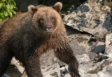 Encounters on the Urban Edge: Runner Hospitalized After Defending Against Brown Bear Attack in Anchorage