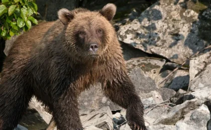 Encounters on the Urban Edge: Runner Hospitalized After Defending Against Brown Bear Attack in Anchorage