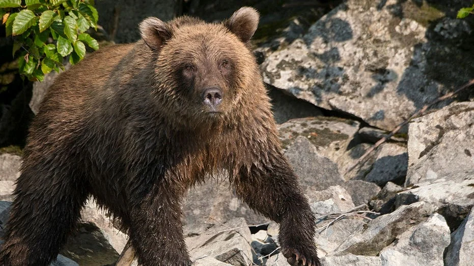 Encounters on the Urban Edge: Runner Hospitalized After Defending Against Brown Bear Attack in Anchorage