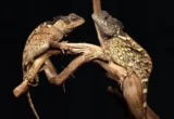 From Fantasy to Fauna: The Discovery of the ‘Syrax’ Mountain Horned Dragon