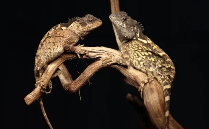 From Fantasy to Fauna: The Discovery of the ‘Syrax’ Mountain Horned Dragon