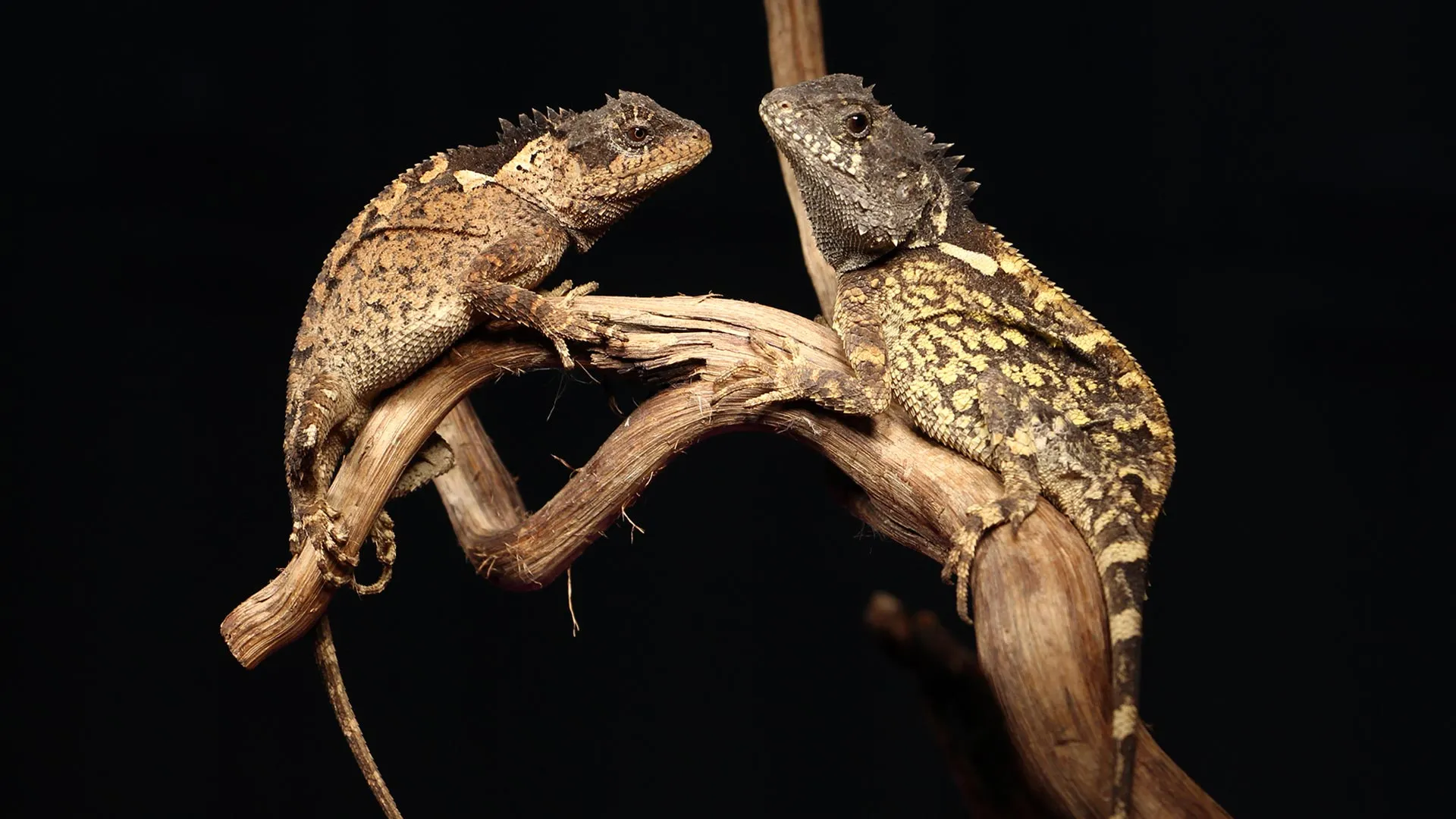 From Fantasy to Fauna: The Discovery of the ‘Syrax’ Mountain Horned Dragon
