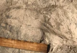 Frozen in Time: New Fossil Footprints Reveal the Secret Lives of Paranthropus boisei