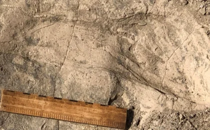 Frozen in Time: New Fossil Footprints Reveal the Secret Lives of Paranthropus boisei