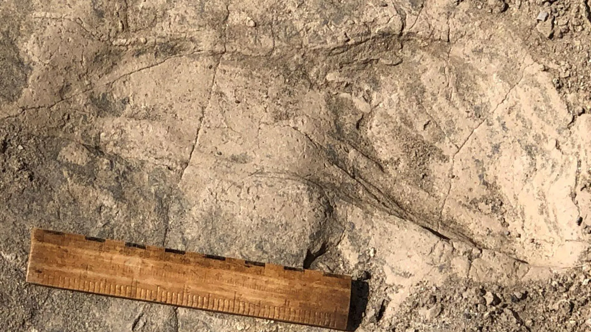 Frozen in Time: New Fossil Footprints Reveal the Secret Lives of Paranthropus boisei
