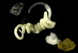 Nature’s Ancient Secret: How Animals Have Been “Eating” Plastic for Millions of Years