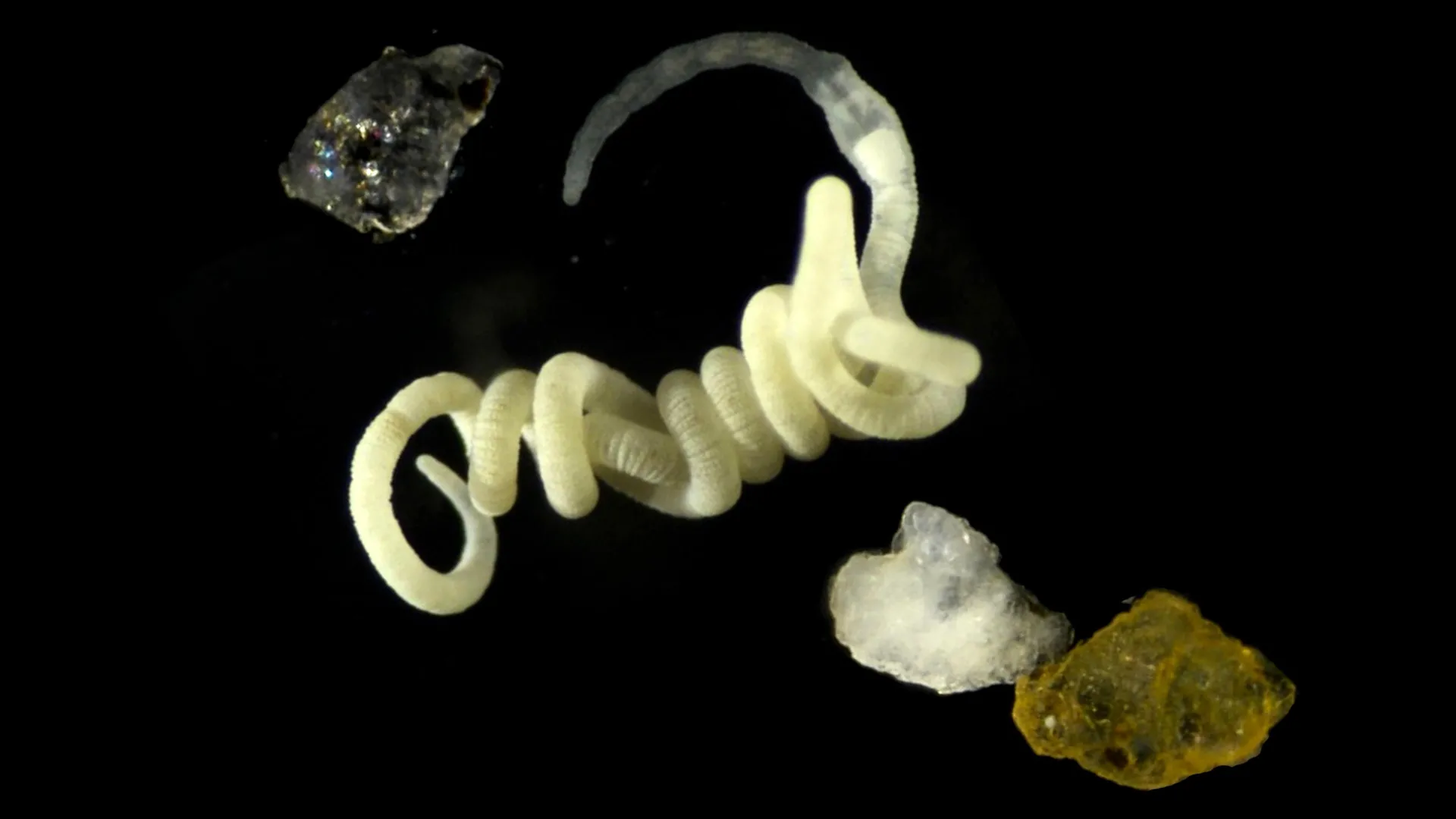 Nature’s Ancient Secret: How Animals Have Been “Eating” Plastic for Millions of Years
