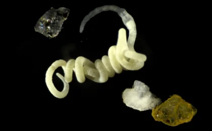 Nature’s Secret Plastic: How Animals Have Been Consuming Micro-Bioplastics for Eons