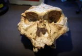 Rewriting the Human Story: Why Monash Researchers Propose a Radical Overhaul of Our Family Tree