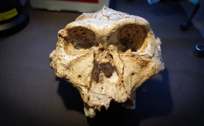Rewriting the Human Story: Why Monash Researchers Propose a Radical Overhaul of Our Family Tree