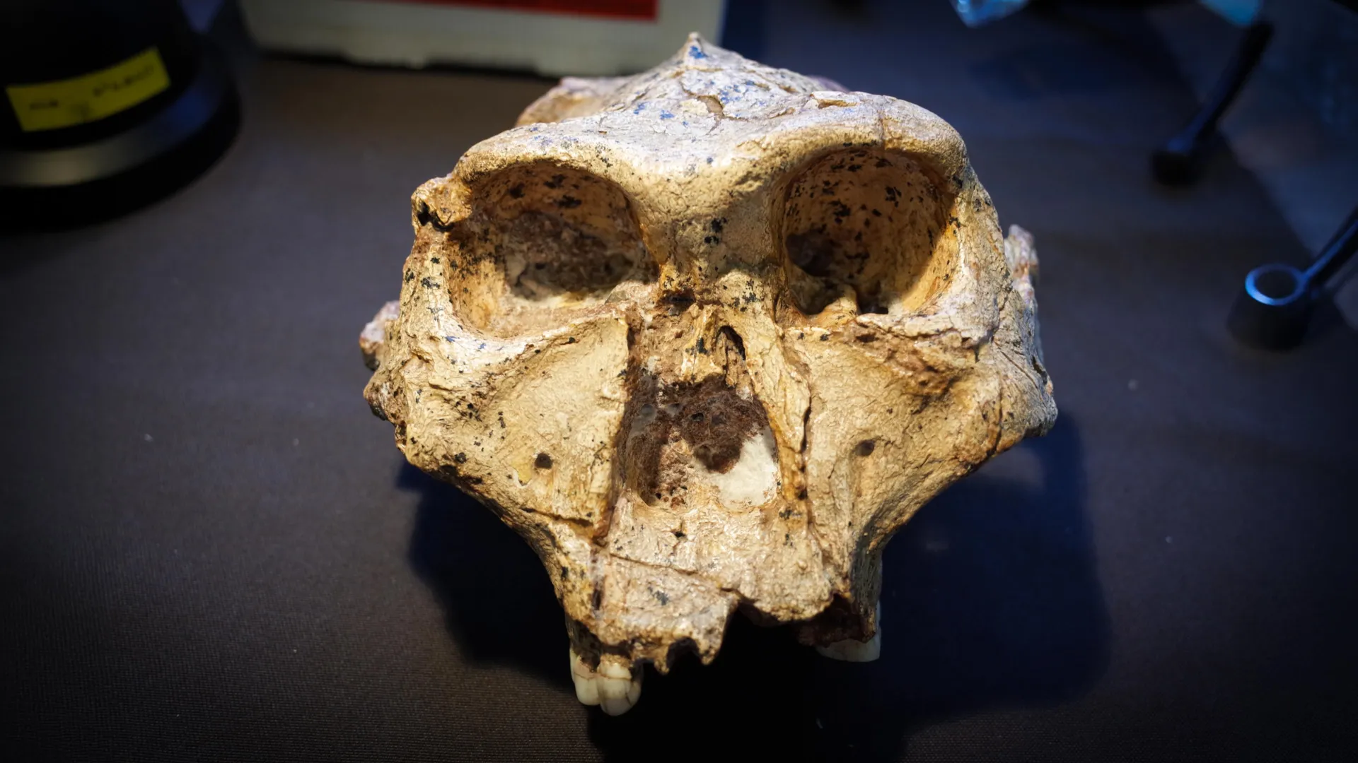 Rewriting the Human Story: Why Monash Researchers Propose a Radical Overhaul of Our Family Tree