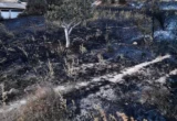 Scorched Earth: Algeria Faces Humanitarian Crisis as Heatwave-Driven Wildfires Claim Twelve Lives