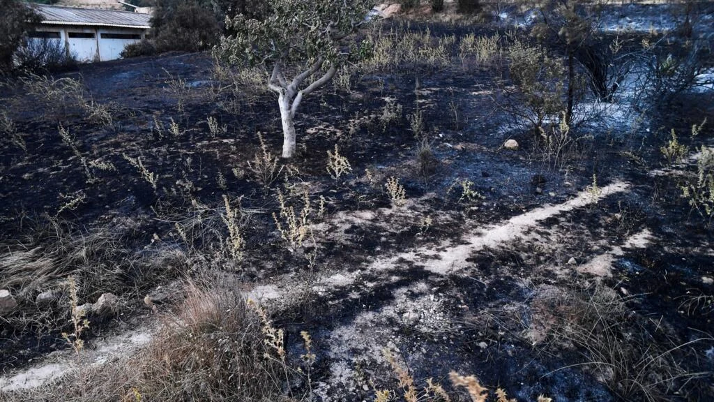 Scorched Earth: Algeria Faces Humanitarian Crisis as Heatwave-Driven Wildfires Claim Twelve Lives