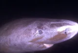 Shadows of the Arctic: Unlocking the Secrets of the 400-Year-Old Eye