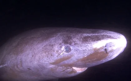 Shadows of the Arctic: Unlocking the Secrets of the 400-Year-Old Eye